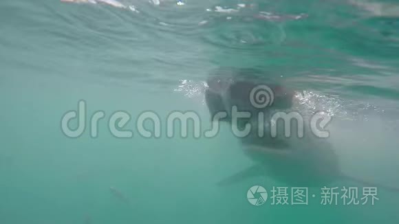 南非鲨鱼笼水下图像视频