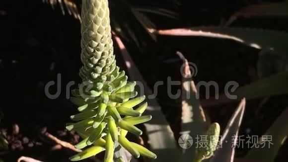 芦荟花和鲜叶奶油壶视频