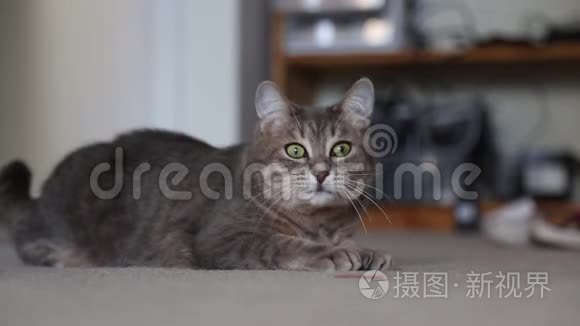 可爱美丽的赏金猫动着绿眼睛视频