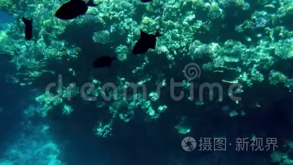 海底美丽珊瑚礁的4k视频。 五颜六色的鱼儿游来游去