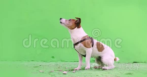 小狗执行命令宠物服从训练视频