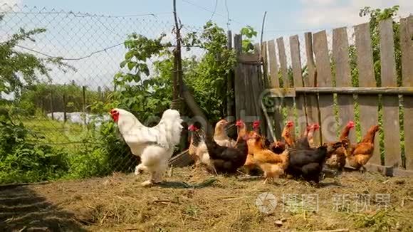 免费的野鸡在农场的院子里游荡视频