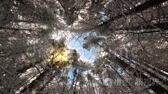 仰望着在冬风中摇曳的神奇树梢