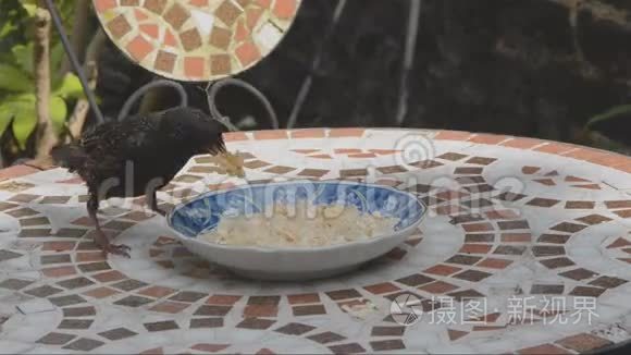 小鸟自助餐视频