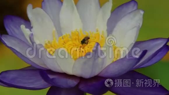 紫色睡莲中的蜜蜂视频