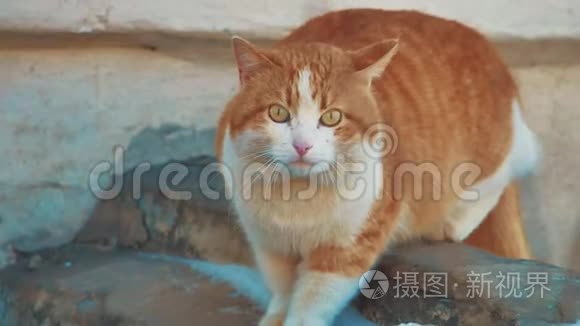 无家可归的猫。 无家可归的动物宠物问题。 街猫红头坐在寒冷的冬天生病的生活方式