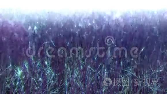湿地之梦视频
