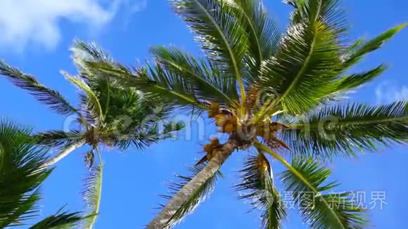加勒比海棕榈树的低视角电影视频