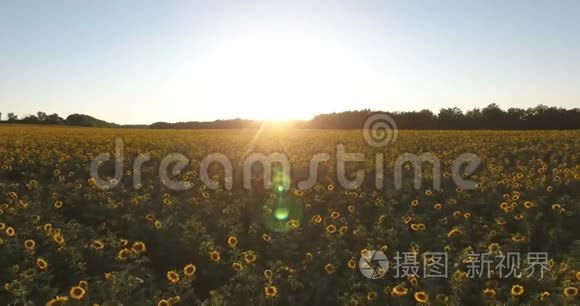 日落时向日葵花田的鸟瞰图。 复印机视图