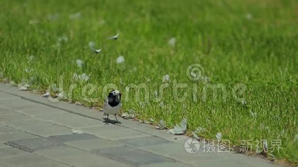 小灰鸟在砖地上散步和吃饭视频