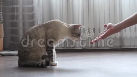 青少年在房子里玩猫.