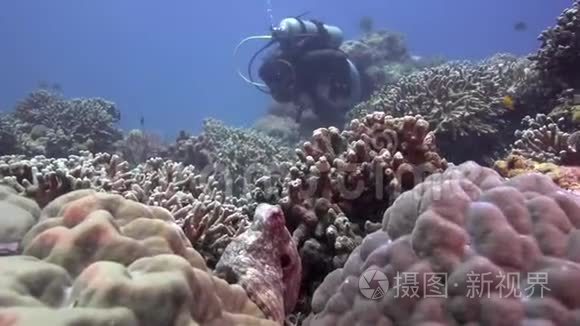 祖鲁海阿坡岛珊瑚中的章鱼