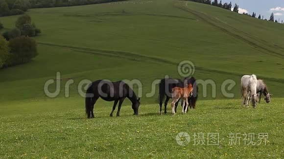 一群马在青山草地上自由活动
