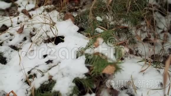 雪从树枝上落下视频