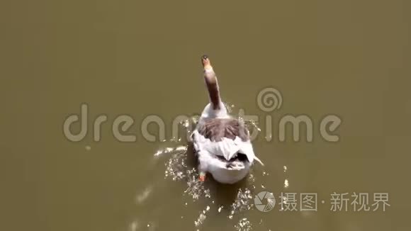 亚洲家鹅品种在阴暗的池塘游泳视频