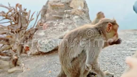 侧视搞笑小猴子吃食物和逃跑视频