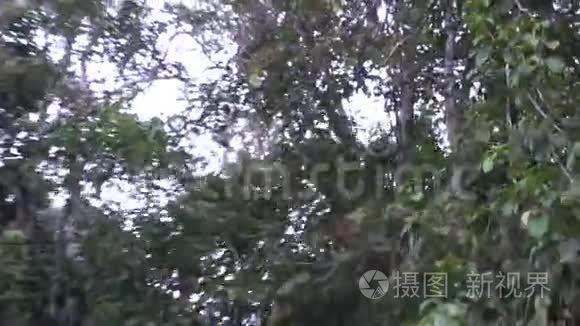 野猴树枝树桩视频
