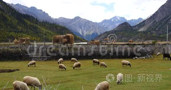 4k羊在草原上放牧，云团在西藏雪山上翻滚。
