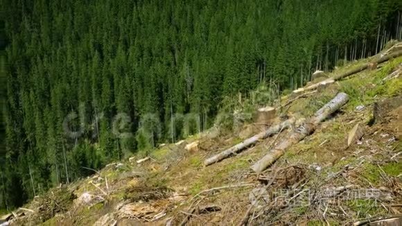 被砍伐的小山和松树林视频