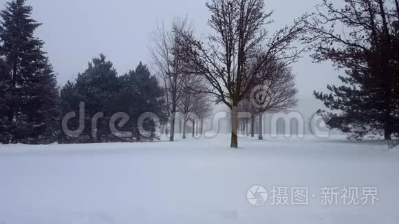 雪暴暴雪与常青树。 带树区的雪花自然场景。 北雪天气风景区