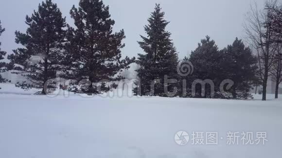 雪暴暴雪与常青树。 带树区的雪花自然场景。 北雪天气风景区