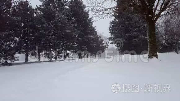 雪暴暴雪与常青树。 带树区的雪花自然场景。 北雪天气风景区