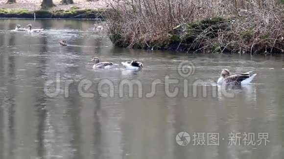 荷兰池塘中的灰鹅和鸳鸯视频