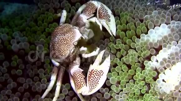 海葵上的瓷蟹和小丑鱼和虾视频