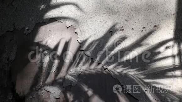 马尼拉棕榈树的影子老混凝土墙视频
