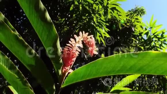 塔希提岛法属波利尼西亚的外来红花和植物。