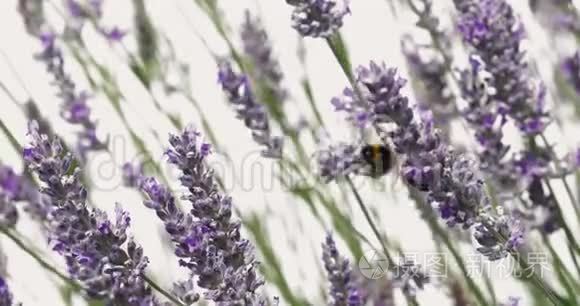 薰衣草花在夏日的微风中轻轻地移动，蜜蜂和大黄蜂大自然的夏日背景