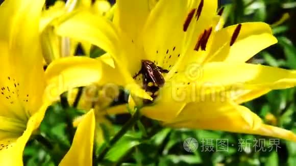 大马蜂坐在黄花菜上视频