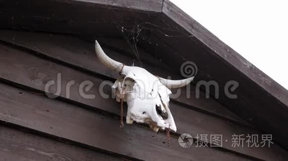 牛的头骨挂在木门上视频