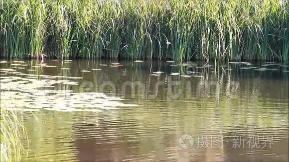 有植物的田园池塘视频