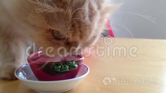 猫的饮用水