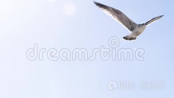 美丽的海鸥缓慢地朝镜头飞去，