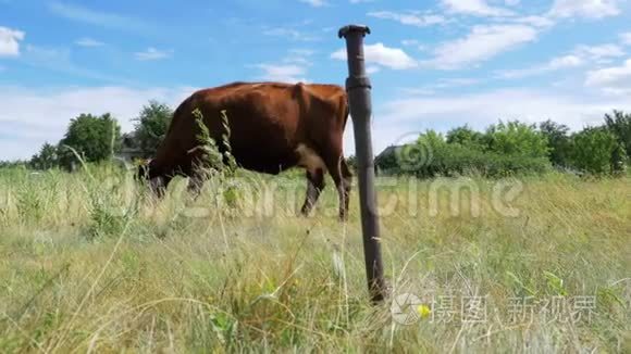 一头灰牛被拴在草地上的链条上视频