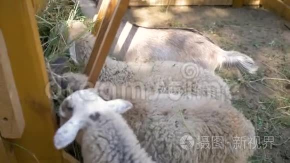 小绵羊和山羊在围场的槽里吃草视频