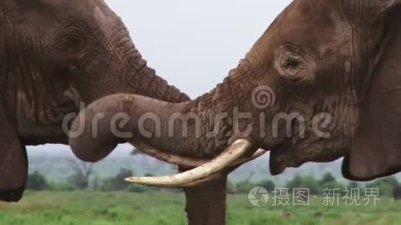 两只大象互相玩
