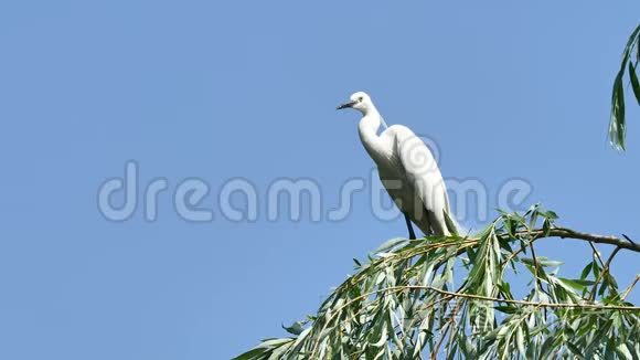 白色的白鹭坐在有蓝天背景的柳树上，警觉地环顾四周，大白鹭降落在树顶上