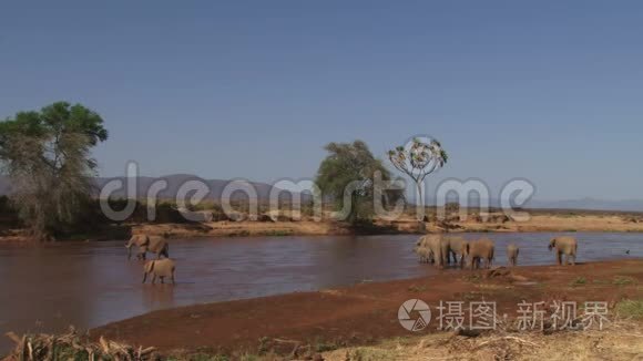 水洞里大象群的足迹视频