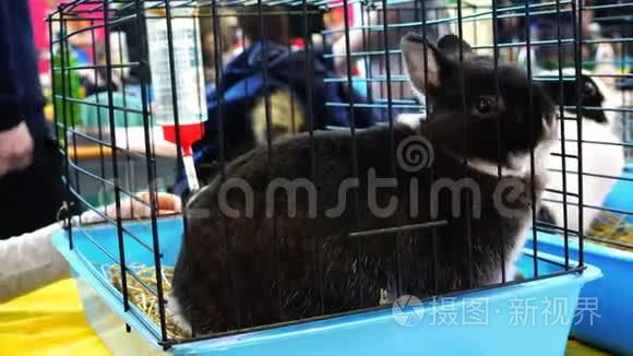一只受惊的黑兔坐在笼子里视频
