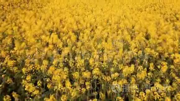 在盛开的油菜地上空低空飞行视频