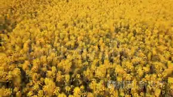 在盛开的油菜地上空低空飞行视频