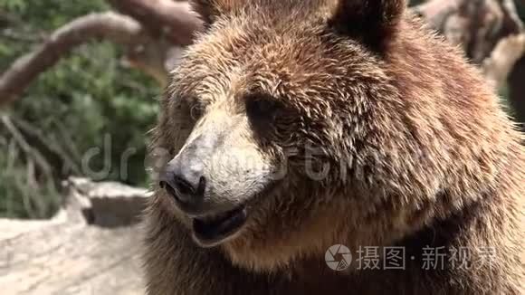 荒野中的野生棕色熊视频