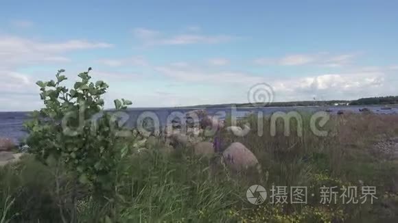 镜头移动着生长在芬兰海湾石质海岸的树木和花朵