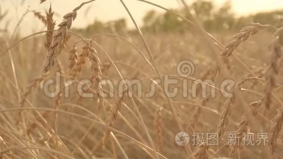 成熟小麦的耳朵在风中缓慢移动. 夕阳下的金色田野