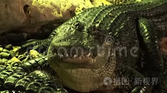 绿岩湖中的鳄鱼视频
