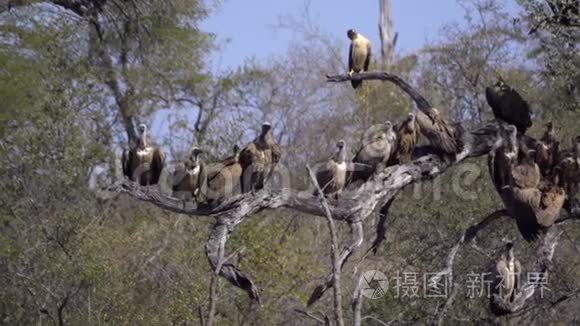 栖息在树枝上的鹰和秃鹫视频