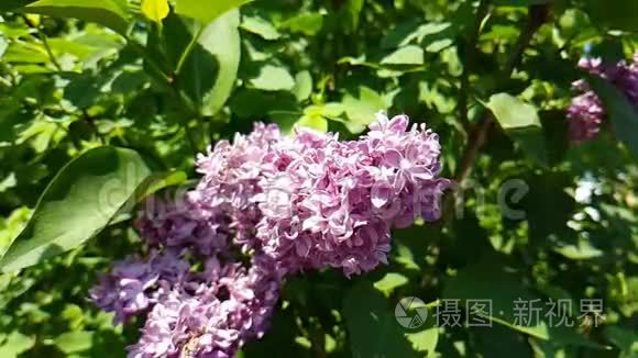 丁香花分枝香慢动作户外视频